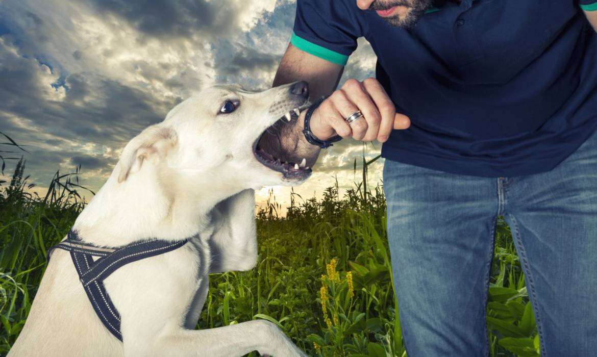 dog bite injury lawyers orange county